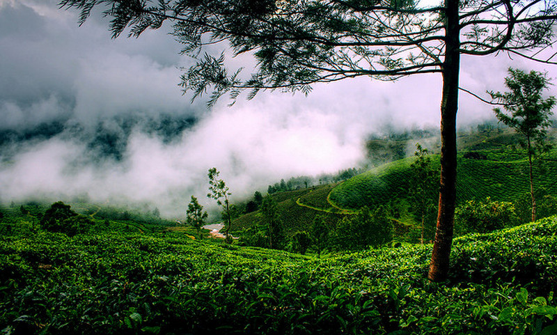Munnar Tea Plantations